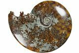 Polished Ammonite (Cleoniceras) Fossil - Madagascar #185488-1